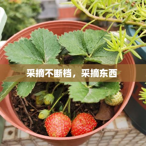 采摘不斷檔，采摘東西