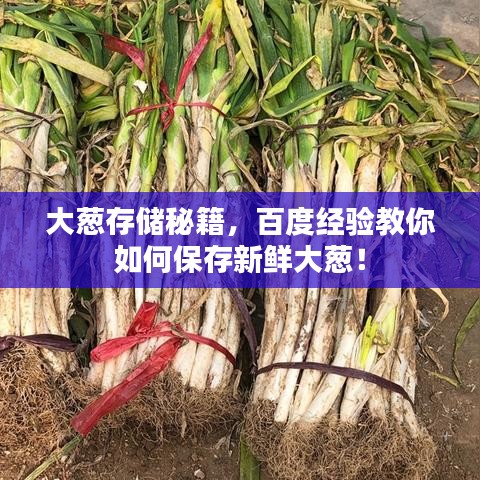 大蔥存儲(chǔ)秘籍，百度經(jīng)驗(yàn)教你如何保存新鮮大蔥！