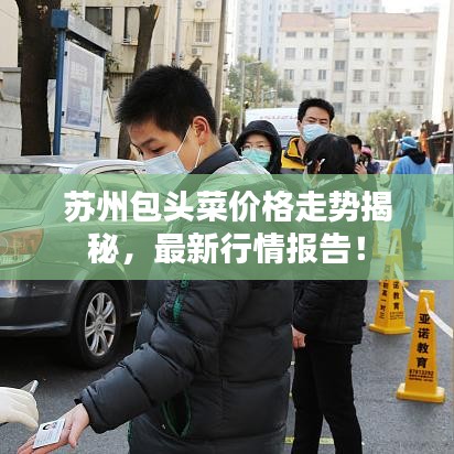 蘇州包頭菜價格走勢揭秘，最新行情報告！
