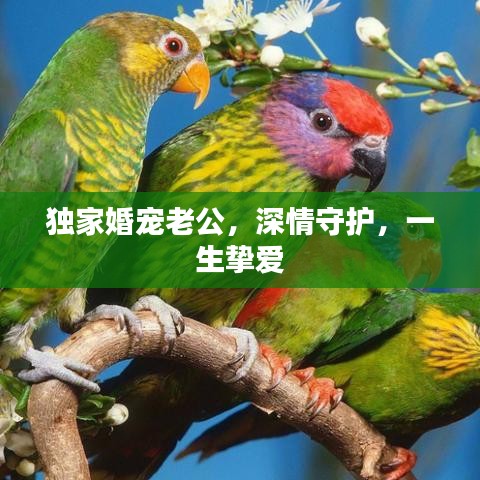 獨(dú)家婚寵老公，深情守護(hù)，一生摯愛