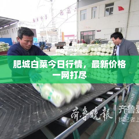 肥城白菜今日行情，最新價(jià)格一網(wǎng)打盡