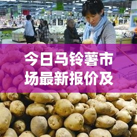 今日馬鈴薯市場最新報(bào)價(jià)及走勢分析與預(yù)測
