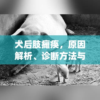 犬后肢癱瘓，原因解析、診斷方法與治療策略