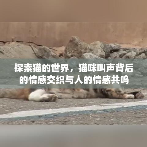 探索貓的世界，貓咪叫聲背后的情感交織與人的情感共鳴