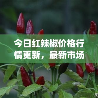今日紅辣椒價格行情更新，最新市場走勢一網(wǎng)打盡！