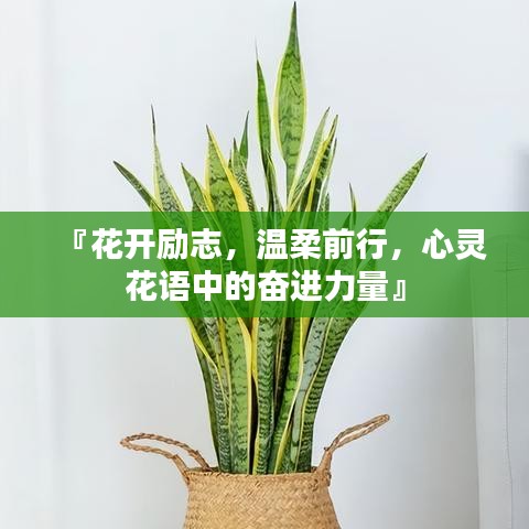 『花開(kāi)勵(lì)志，溫柔前行，心靈花語(yǔ)中的奮進(jìn)力量』