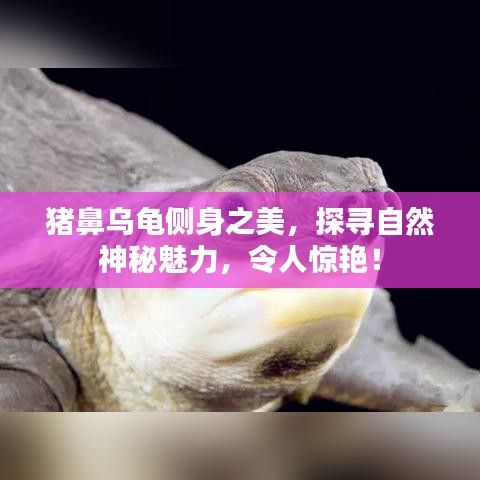 豬鼻烏龜側(cè)身之美，探尋自然神秘魅力，令人驚艷！