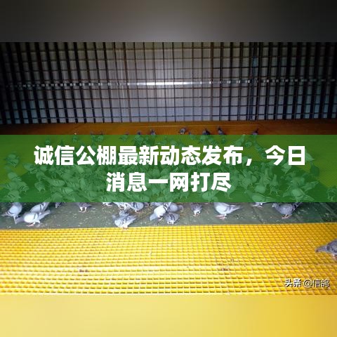 誠信公棚最新動態(tài)發(fā)布，今日消息一網(wǎng)打盡