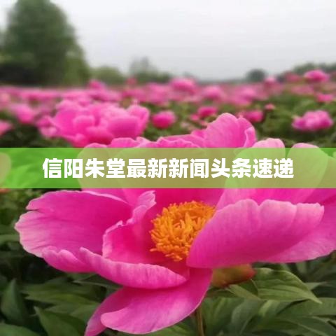 信陽朱堂最新新聞?lì)^條速遞