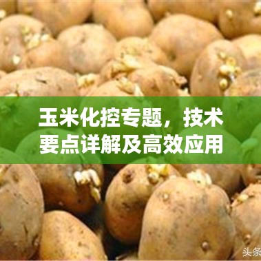 玉米化控專題，技術(shù)要點(diǎn)詳解及高效應(yīng)用策略實(shí)戰(zhàn)分享