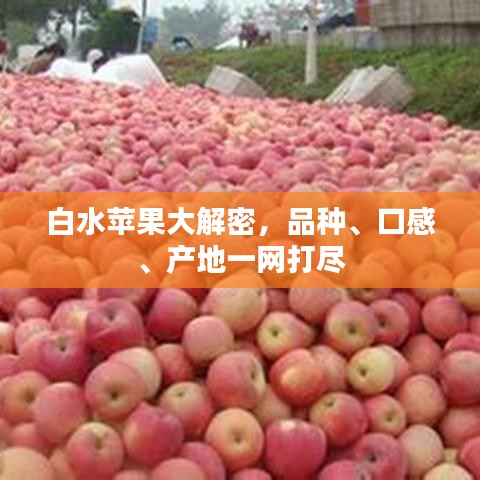 白水蘋果大解密，品種、口感、產地一網打盡