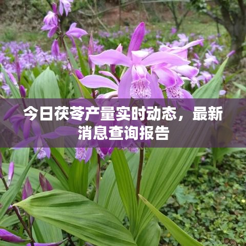 大雅君子