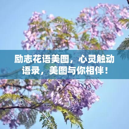 勵(lì)志花語美圖，心靈觸動(dòng)語錄，美圖與你相伴！