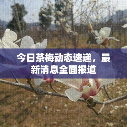 今日茶梅動(dòng)態(tài)速遞，最新消息全面報(bào)道