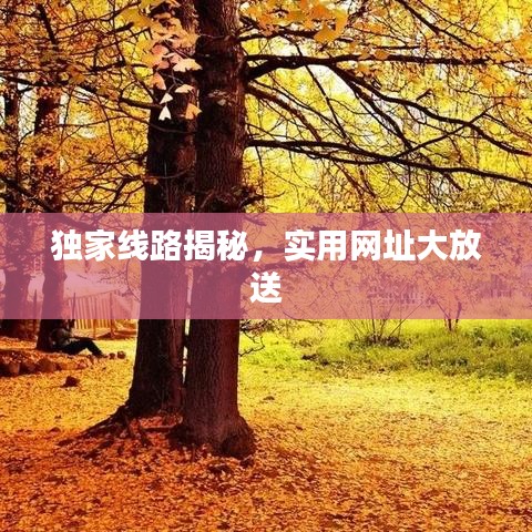 獨(dú)家線路揭秘，實(shí)用網(wǎng)址大放送