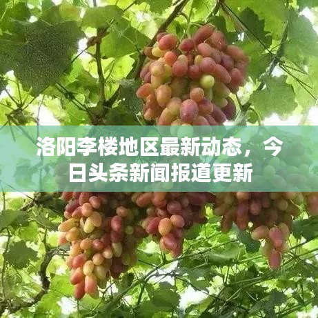 洛陽李樓地區(qū)最新動(dòng)態(tài)，今日頭條新聞報(bào)道更新