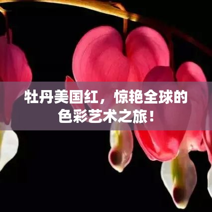 牡丹美國紅，驚艷全球的色彩藝術(shù)之旅！